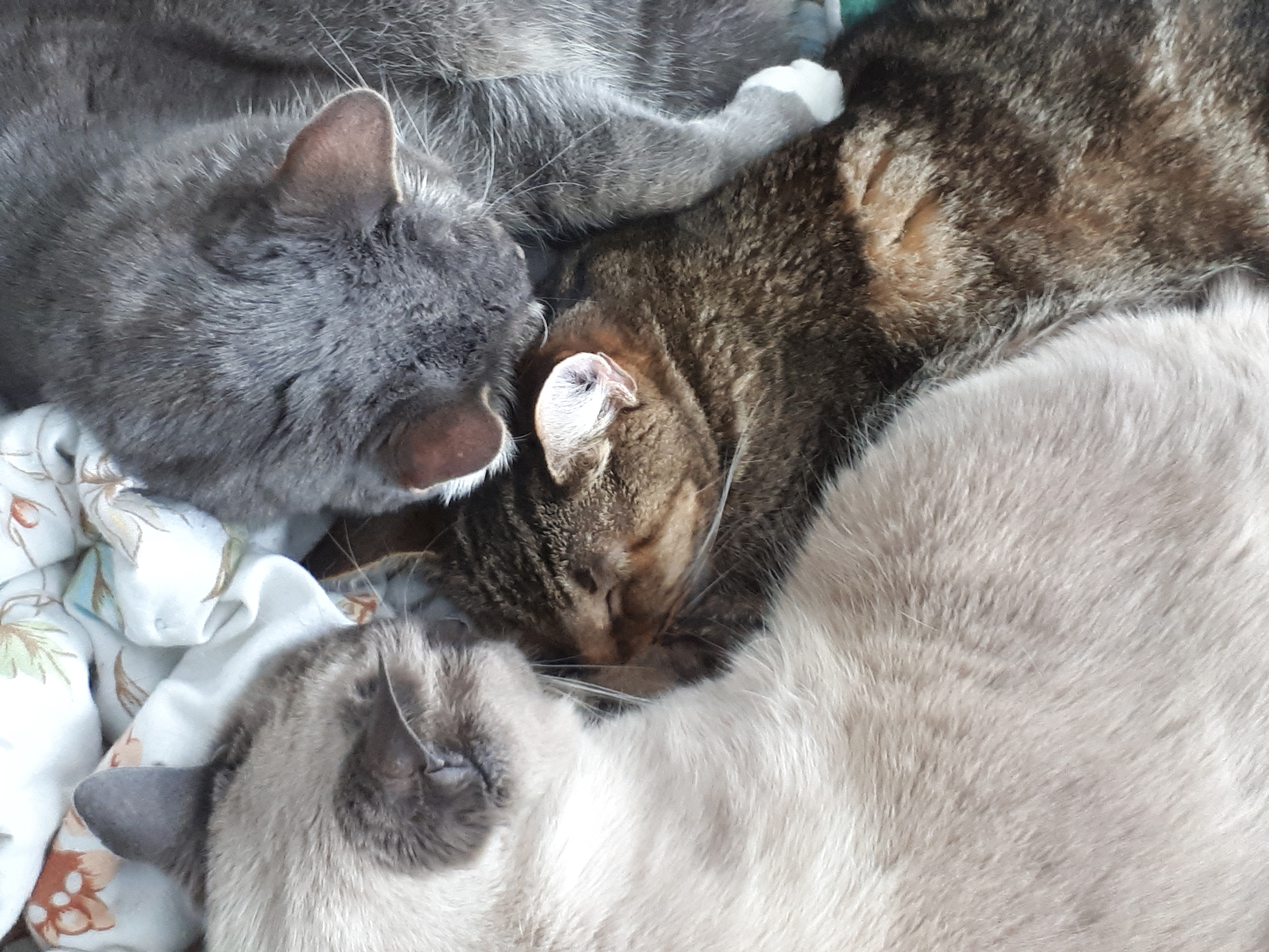 three cats snuggling
