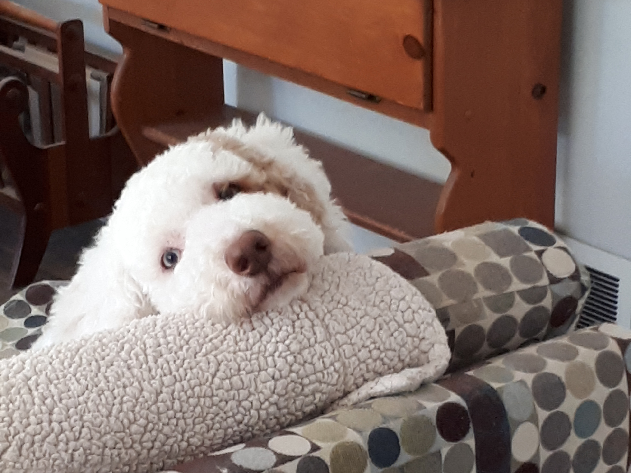 picture of Frejya the fuzzy doorbell dog