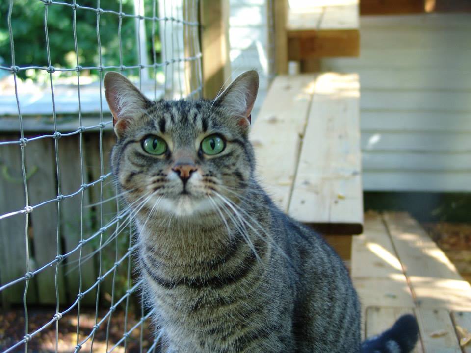 A cat enjoying the catio