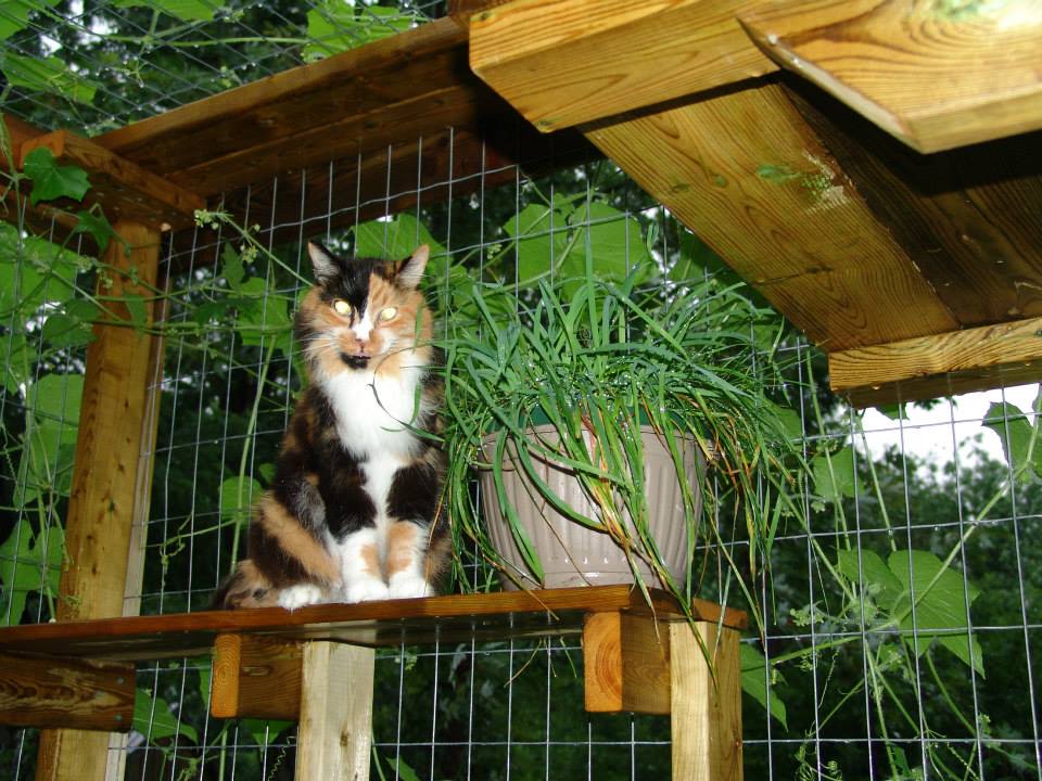 A cat enjoying the catio