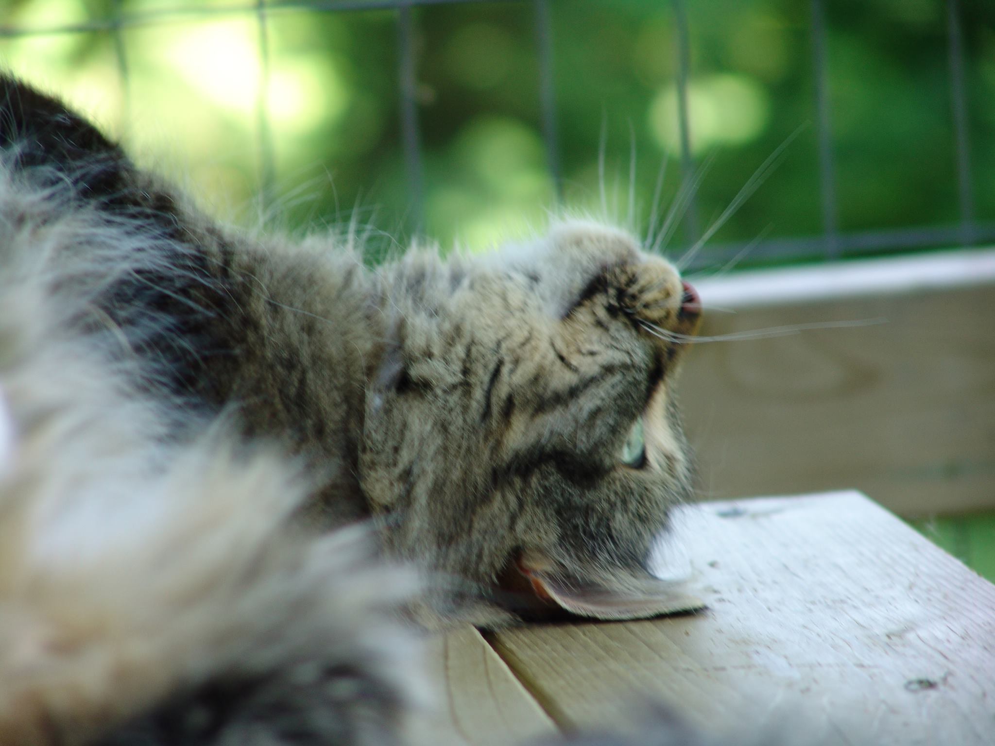 A cat enjoying the catio