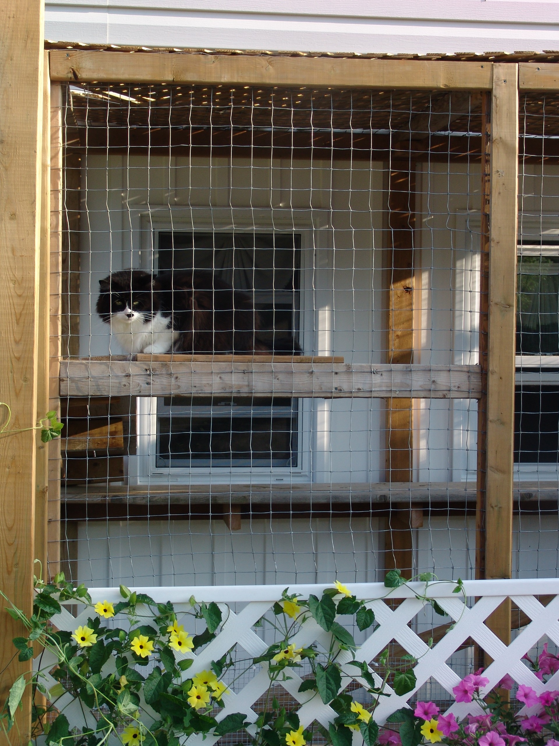 A cat enjoying the catio
