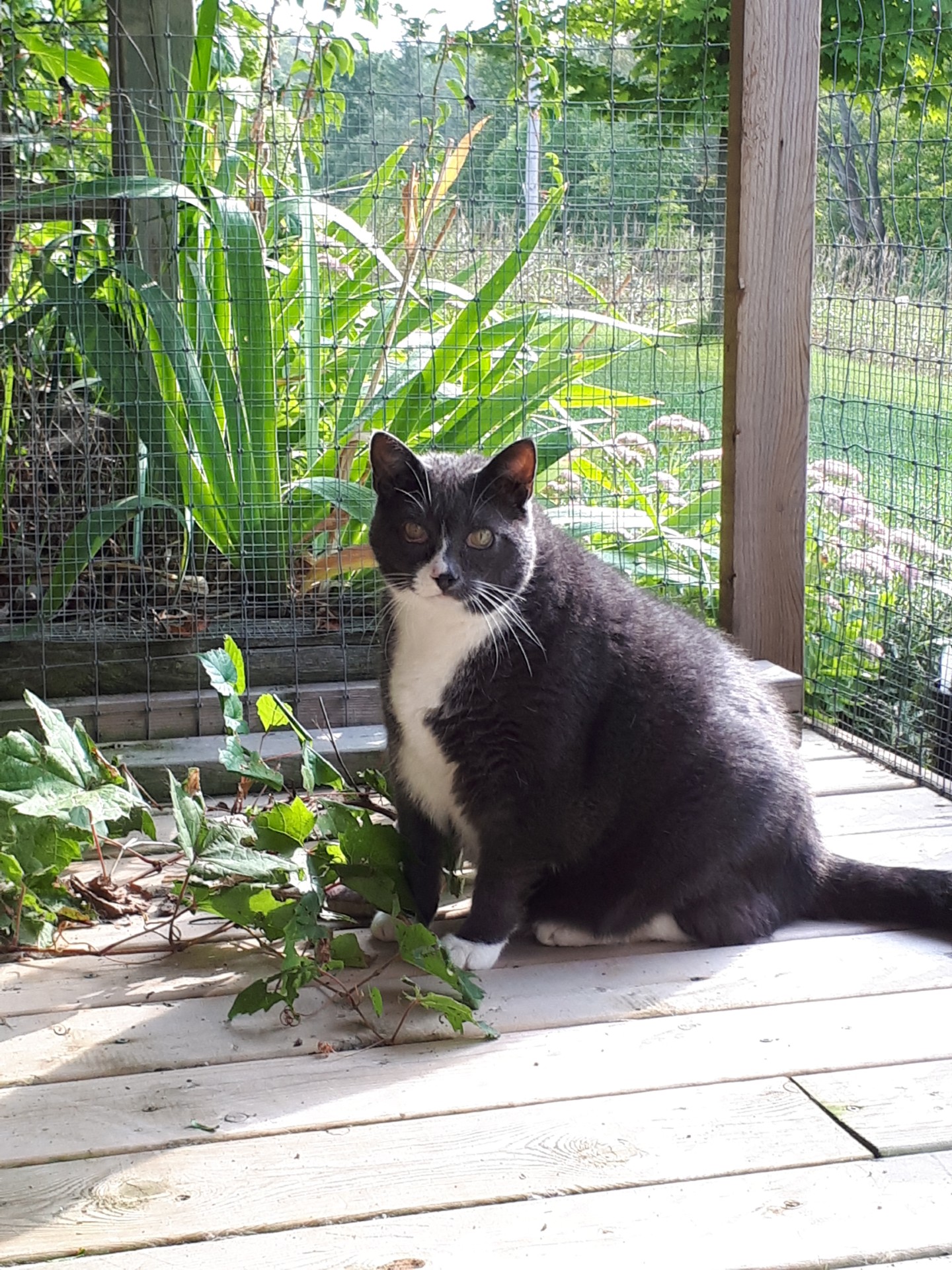 A cat enjoying the catio