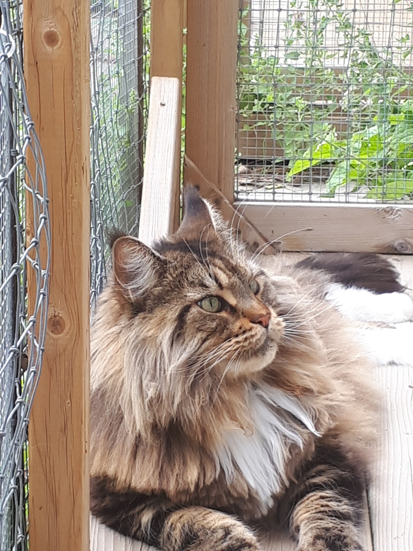 A cat enjoying the catio